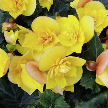 B. ‘Gold Finch’
